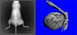 rodent heterotopic ossification rodent heterotopic ossification